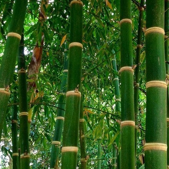 Bamboo Detail